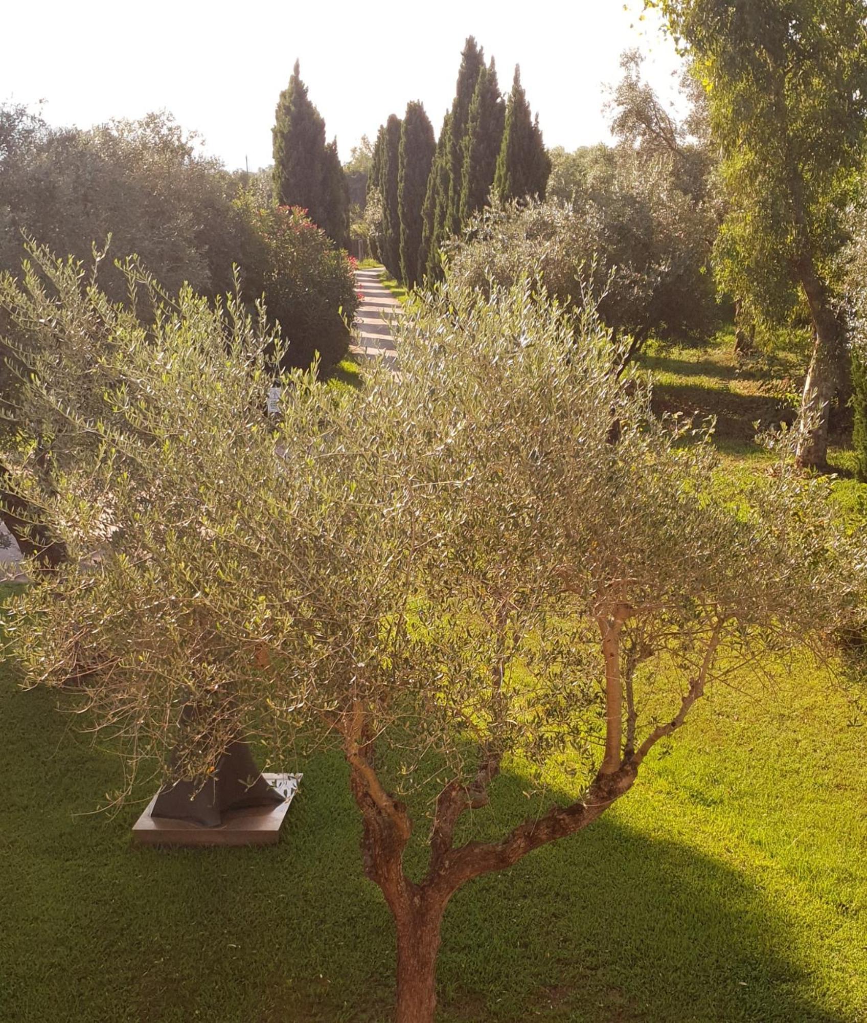Fattoria Il Giardo Leilighet Pietrasanta Eksteriør bilde