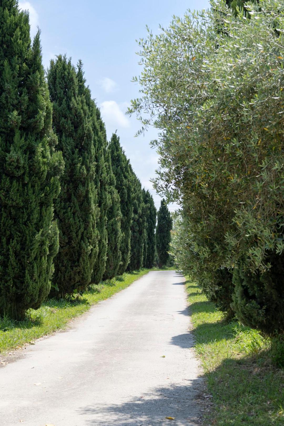 Fattoria Il Giardo Leilighet Pietrasanta Eksteriør bilde